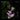 Daniel Lanois - Belladona Nocturne