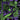 Black Market Brass - Hox (Coloured)