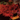 Gun - Gun (Coloured)