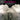 Stephen Hough - Grieg & Liszt: Piano Concertos