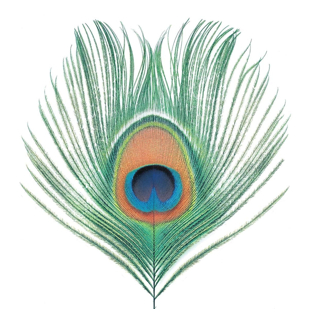 XTC - Apple Venus Vol. 1