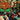 Fania All Stars - Live At The Cheetah Vol. 1