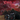 Dio - Lock Up The Wolves (Red)